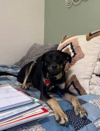 Kali, a Adopted mixed breed in San Diego, CA image 1/3