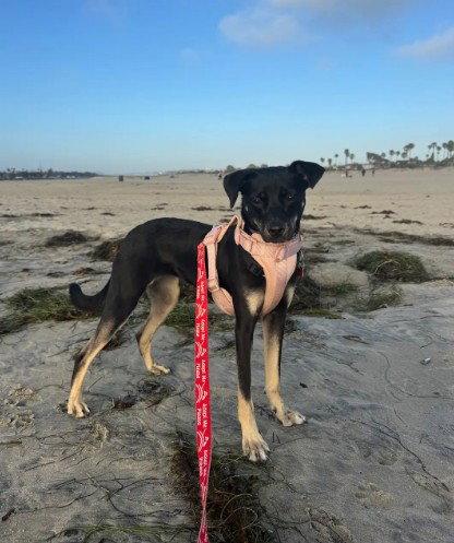 Kali, a Adopted mixed breed in San Diego, CA image 2/3