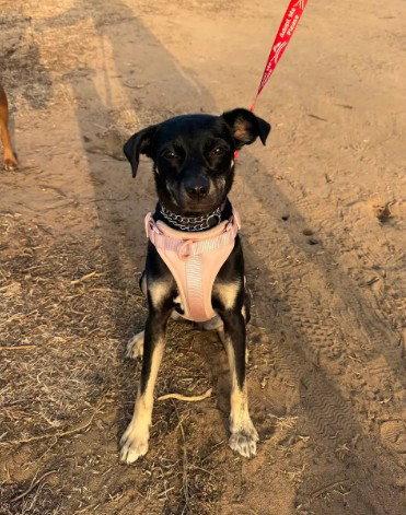 Kali, a Adopted mixed breed in San Diego, CA image 3/3