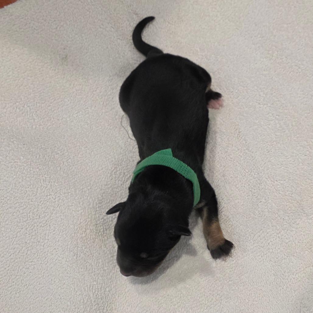 Puppy 2, Adoptable, Puppy Male Australian Kelpie & Mixed Breed.