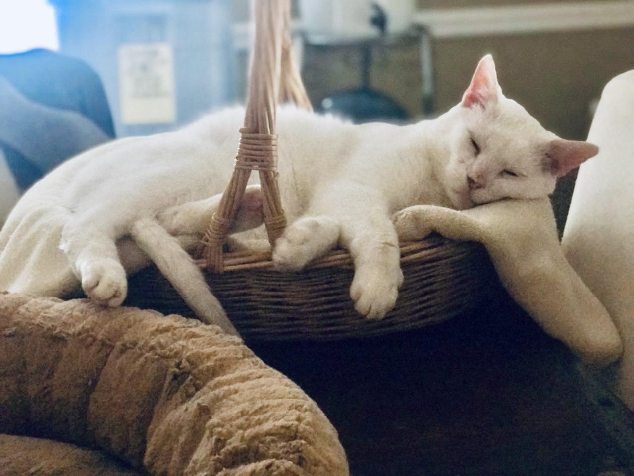 Yukon - (URGENT), a Adoptable Domestic Short Hair in Plainville, CT image 5/6