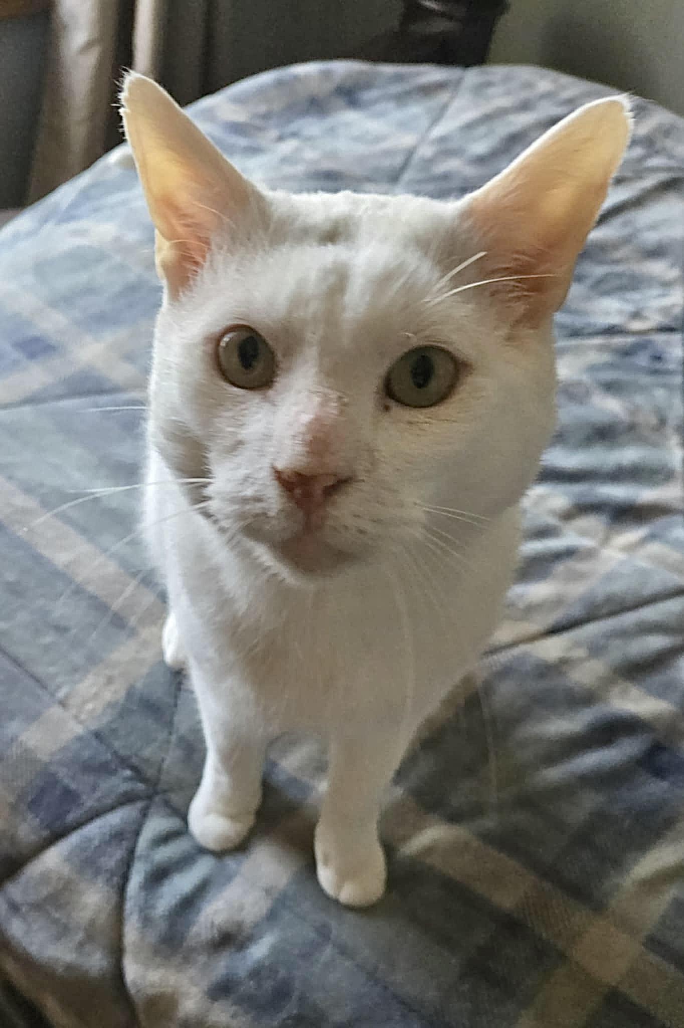 Yukon - (URGENT), a Adoptable Domestic Short Hair in Plainville, CT image 1/6