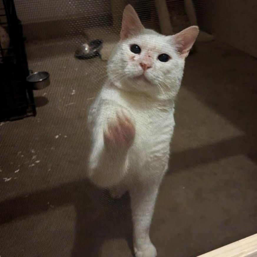 Yukon - (URGENT), a Adoptable Domestic Short Hair in Plainville, CT image 6/6