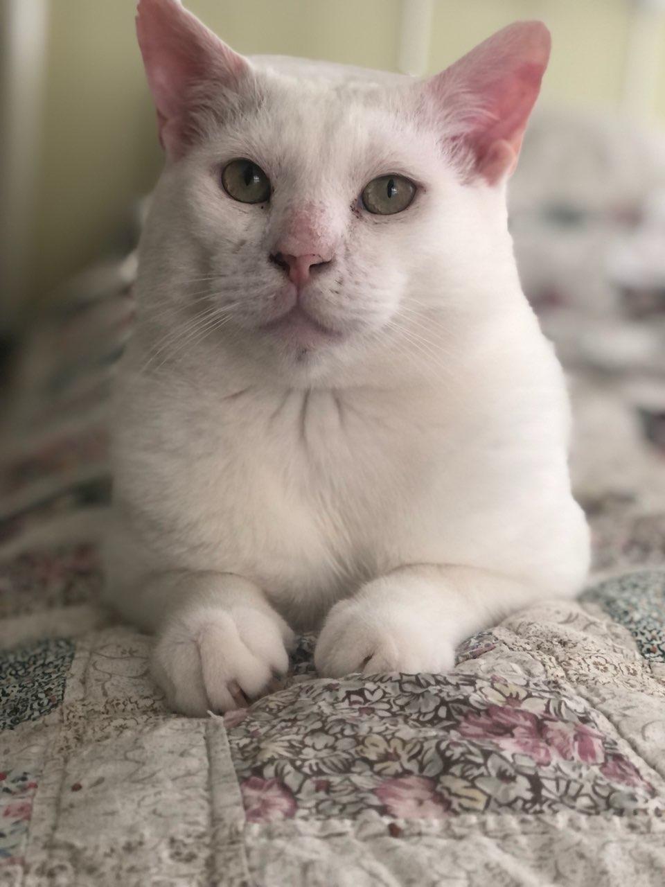 Yukon - (URGENT), a Adoptable Domestic Short Hair in Plainville, CT image 2/6