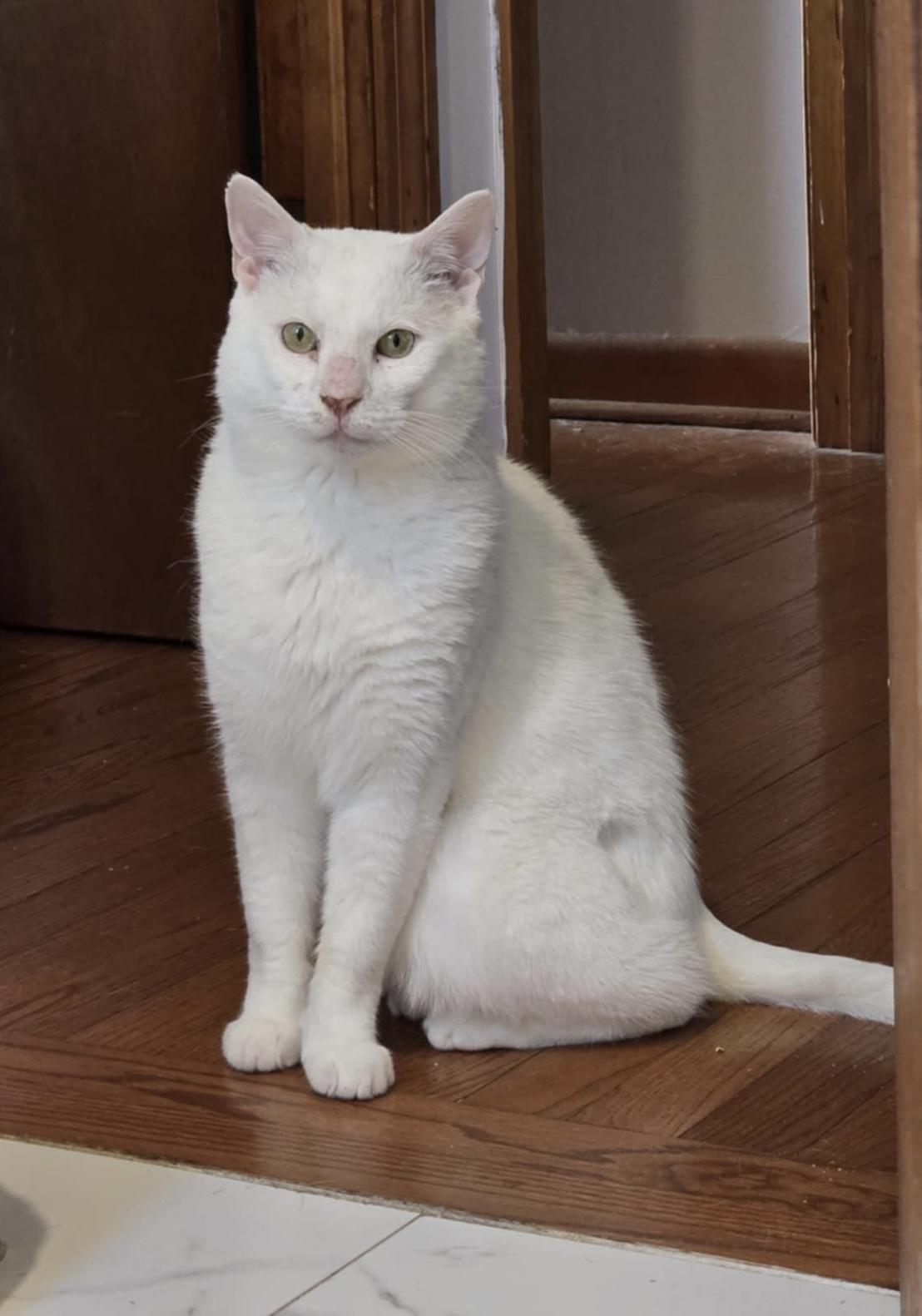 Yukon - (URGENT), a Adoptable Domestic Short Hair in Plainville, CT image 3/6