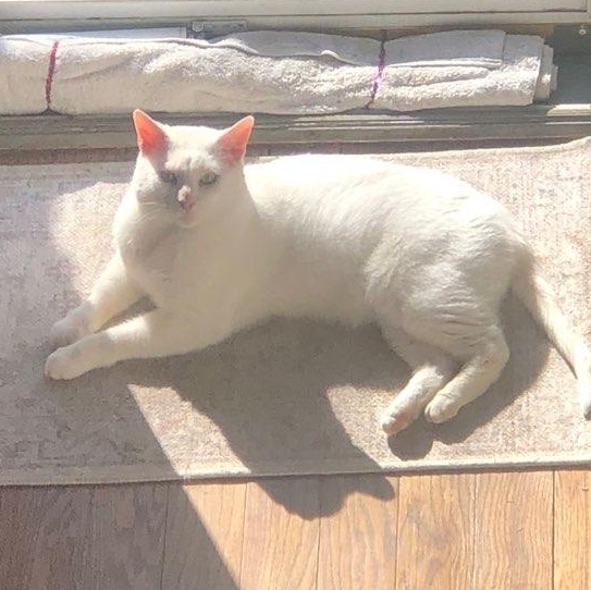 Yukon - (URGENT), a Adoptable Domestic Short Hair in Plainville, CT image 4/6