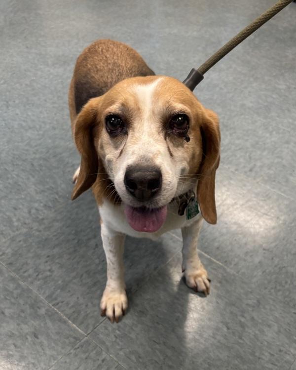Coco Chanel, Adoptable, Adult Female Beagle.