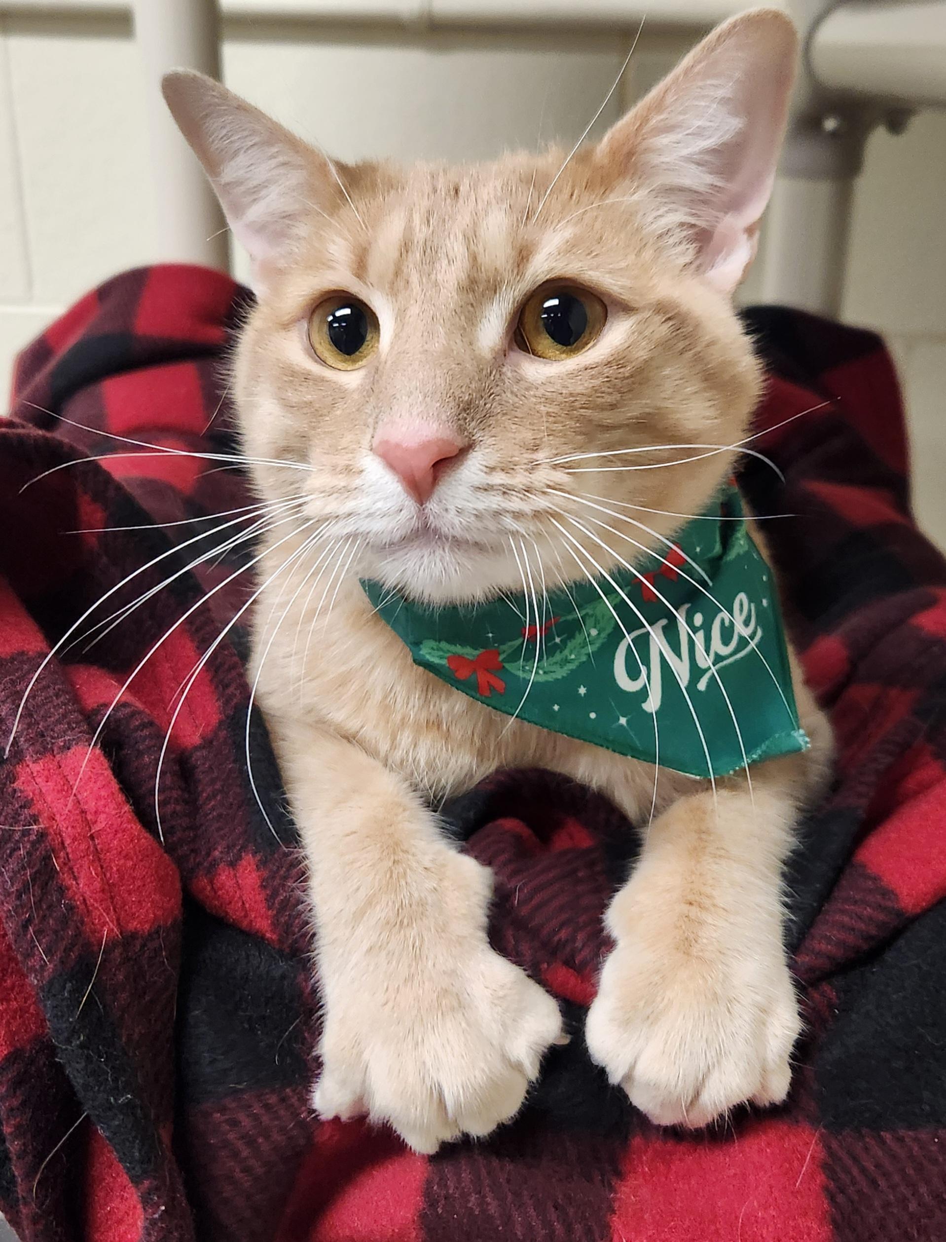 Trouble, ADOPTABLE, Adult Male Domestic Short Hair.