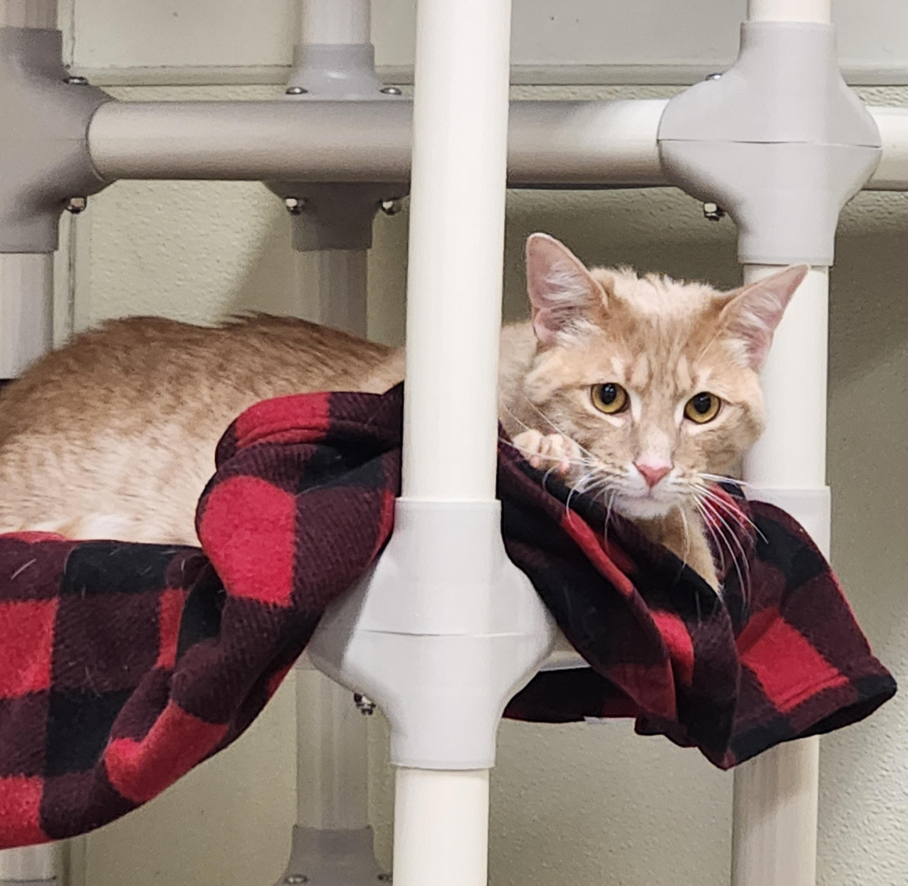 Enlarge Trouble, a ADOPTABLE Domestic Short Hair in Sewaren, NJ image 2/2