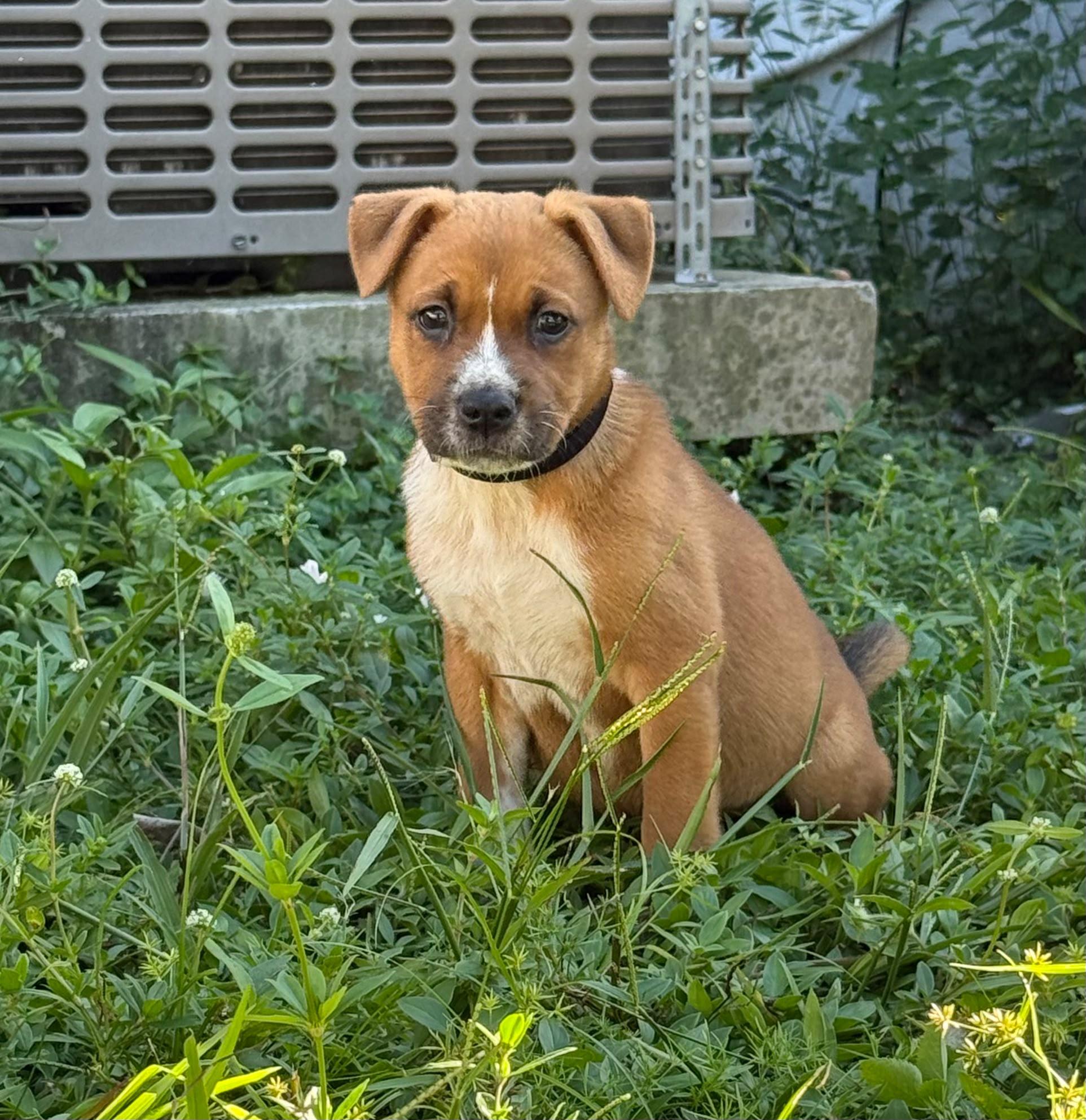 Enlarge Wombat, a Adoptable mixed breed in Gainesville, FL image 1/4