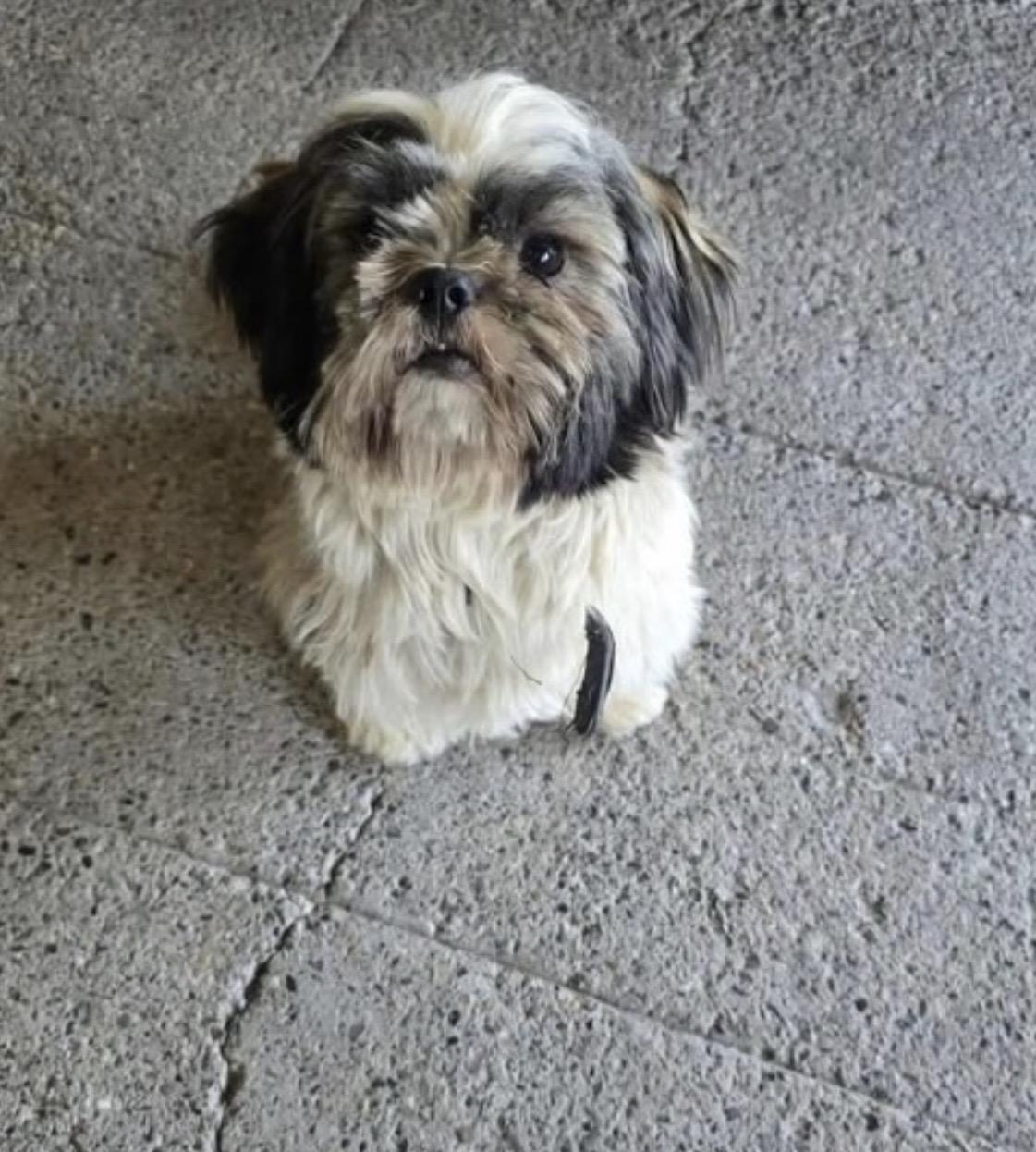 Gracie, Adoptable, Adult Female Shih Tzu.