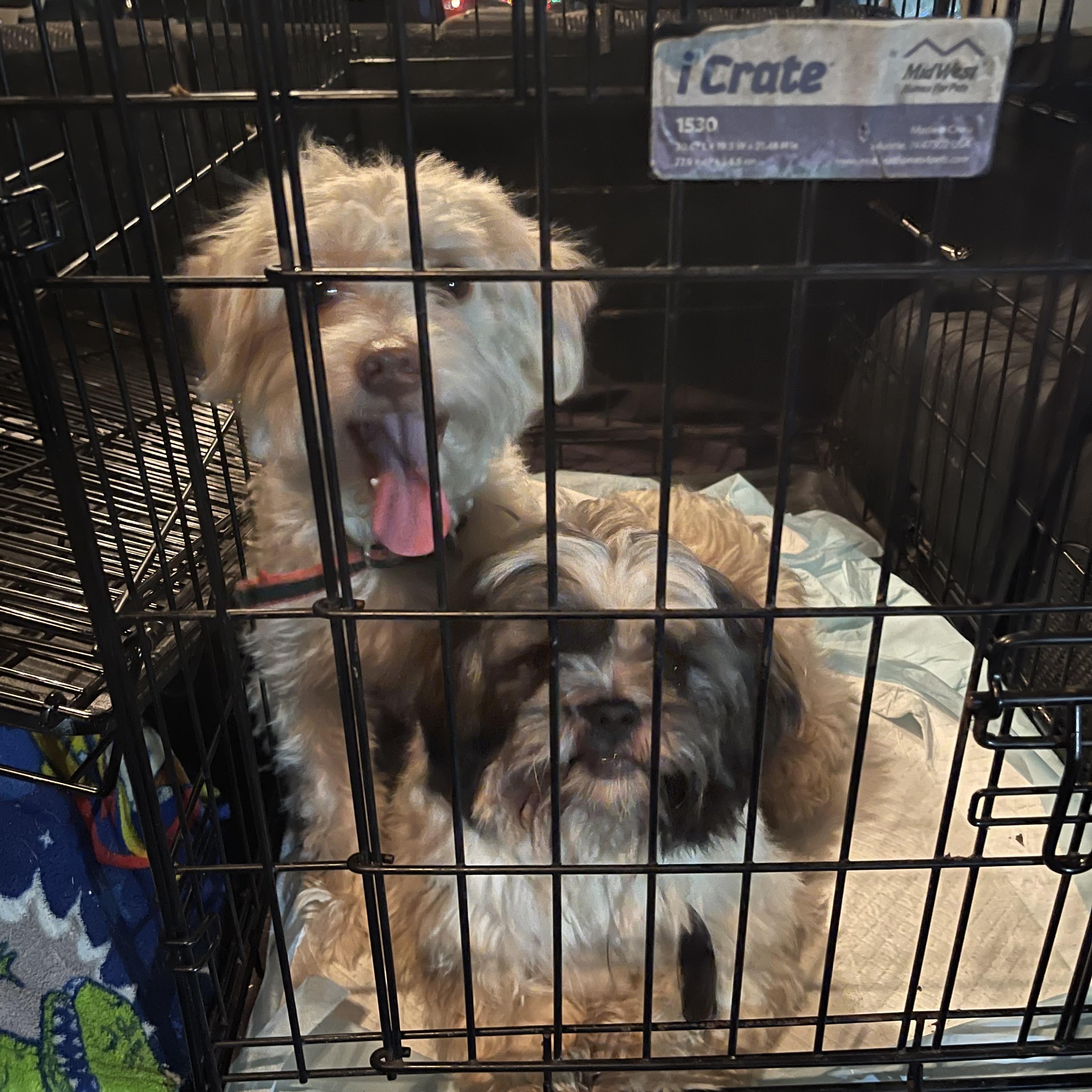 Enlarge Gracie, a Adoptable mixed breed in Lovettsville, VA image 2/3