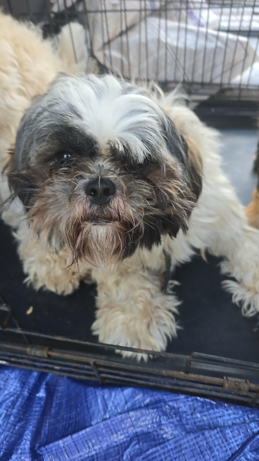 Enlarge Gracie, a Adoptable mixed breed in Lovettsville, VA image 3/3