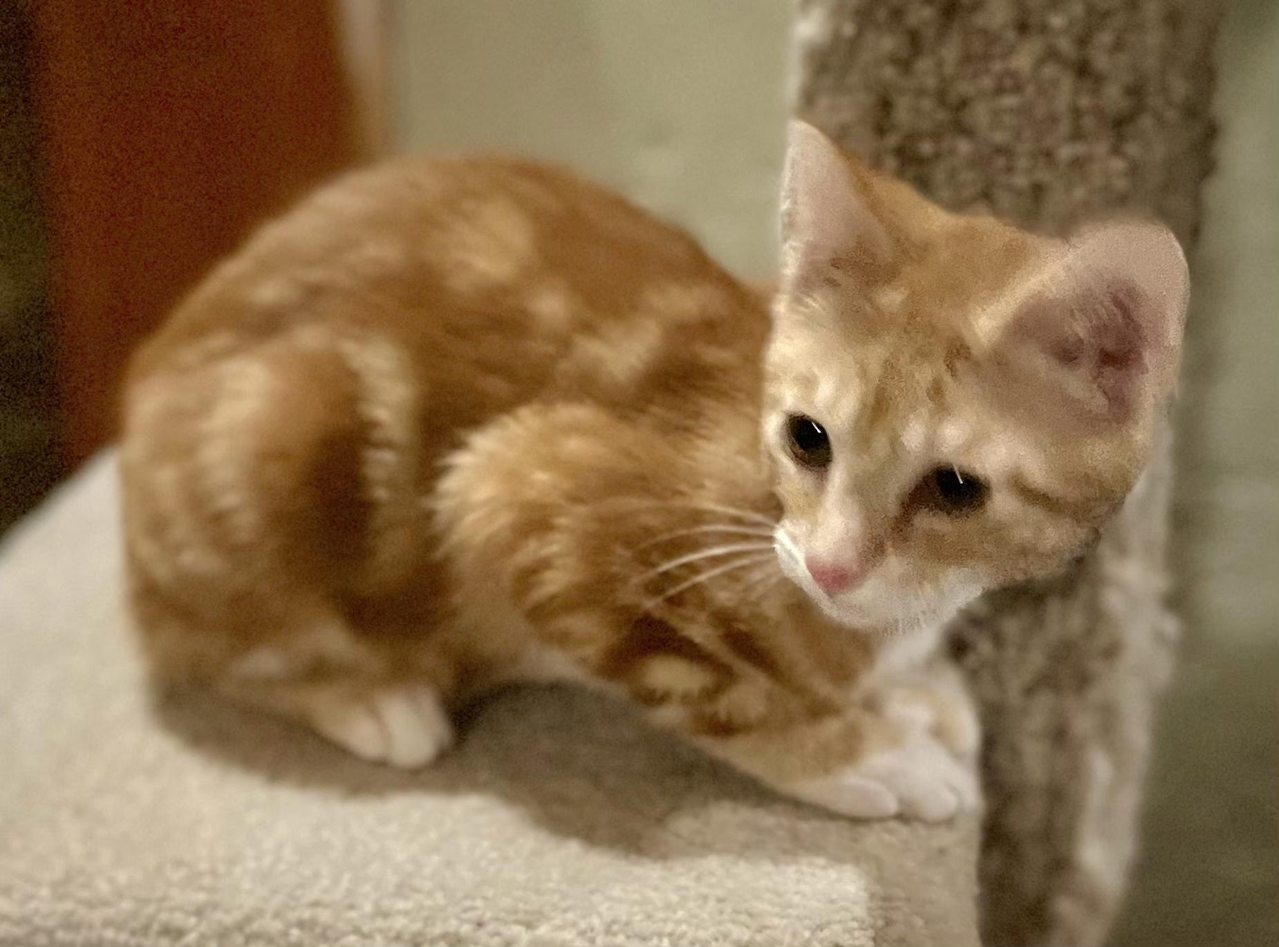 Enlarge Duck, an adopted Tabby in Springfield, OR image 3/3