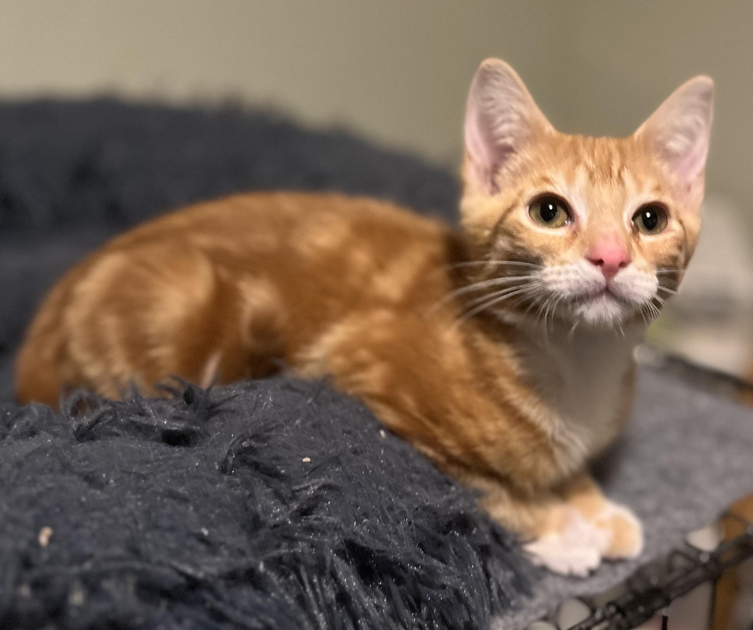 Enlarge Duck, an adopted Tabby in Springfield, OR image 2/3