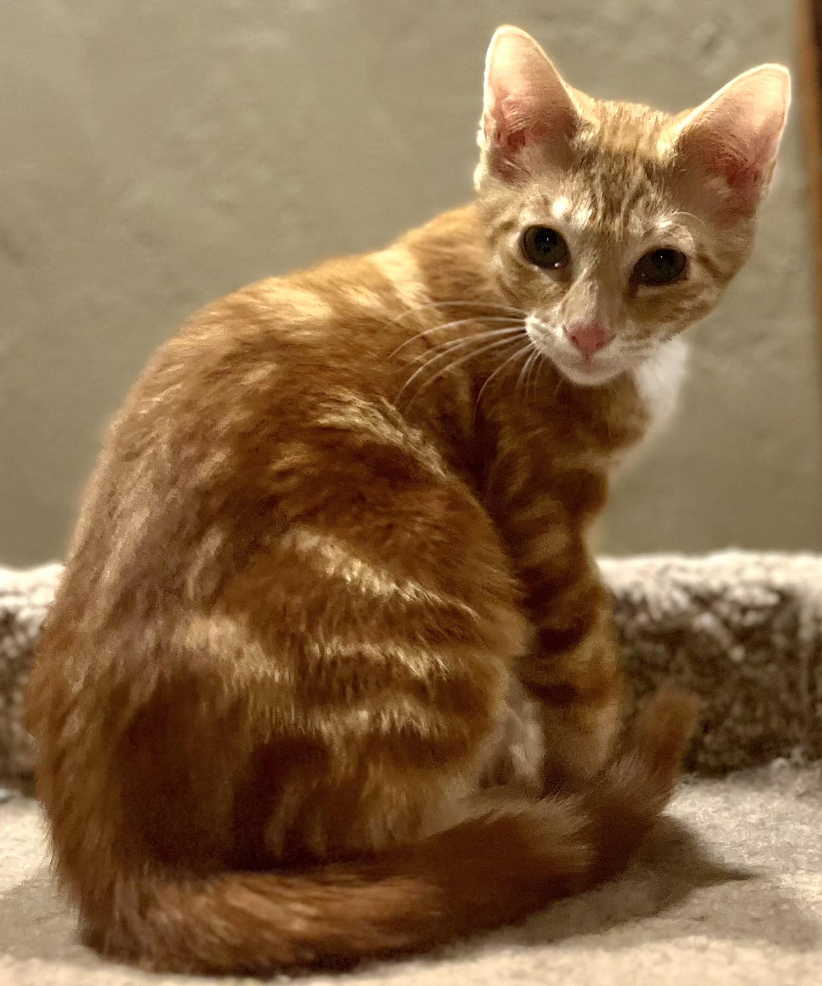 Duck, Adoptable, Kitten Male Tabby.