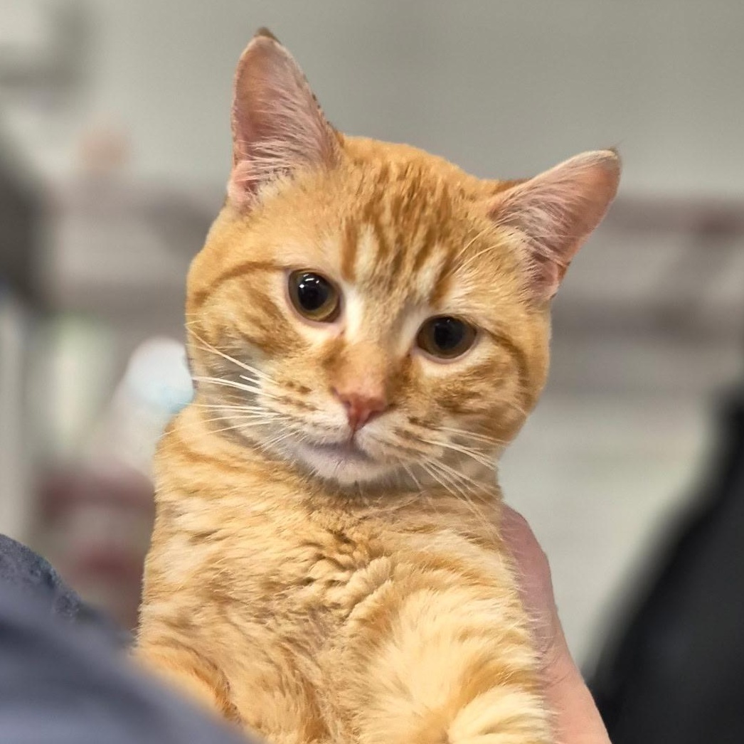 Harcourt, adopted, Young Male Domestic Short Hair.