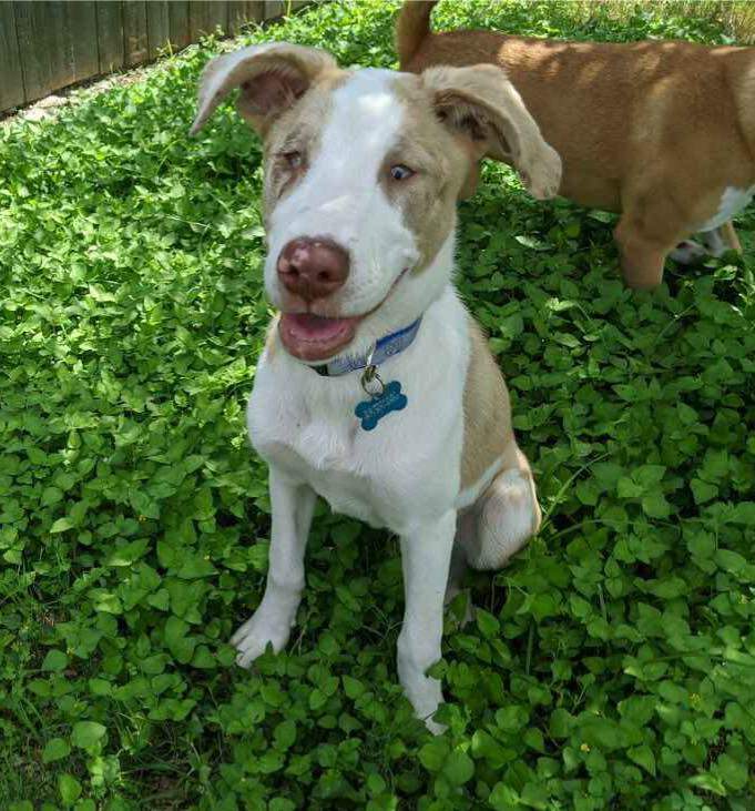 Caliente, a Adoptable mixed breed in Granbury, TX image 1/3