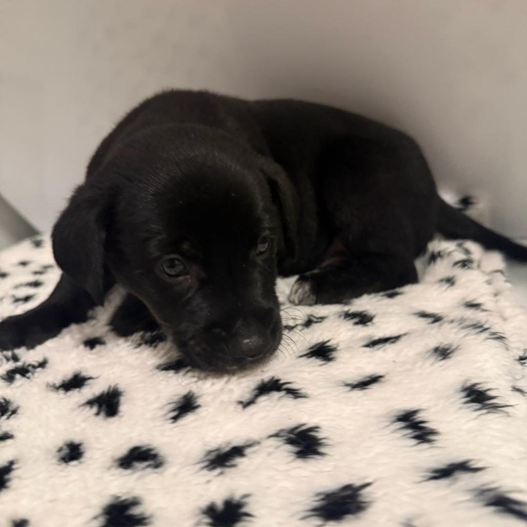 Enlarge Caswell, a Adoptable Mixed Breed in Rockville, MD image 1/2