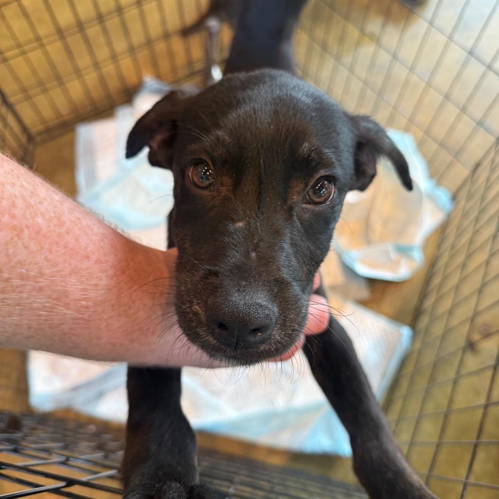 Enlarge Caswell, a Adoptable Mixed Breed in Rockville, MD image 2/2