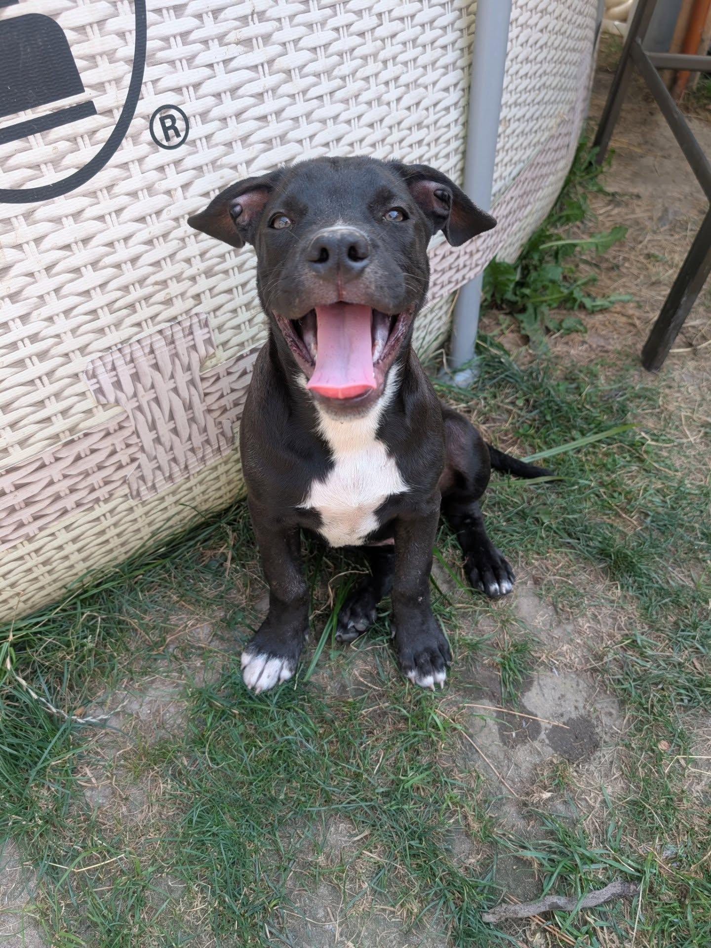 Bass, a Adopted mixed breed in Kenmore, NY image 1/2