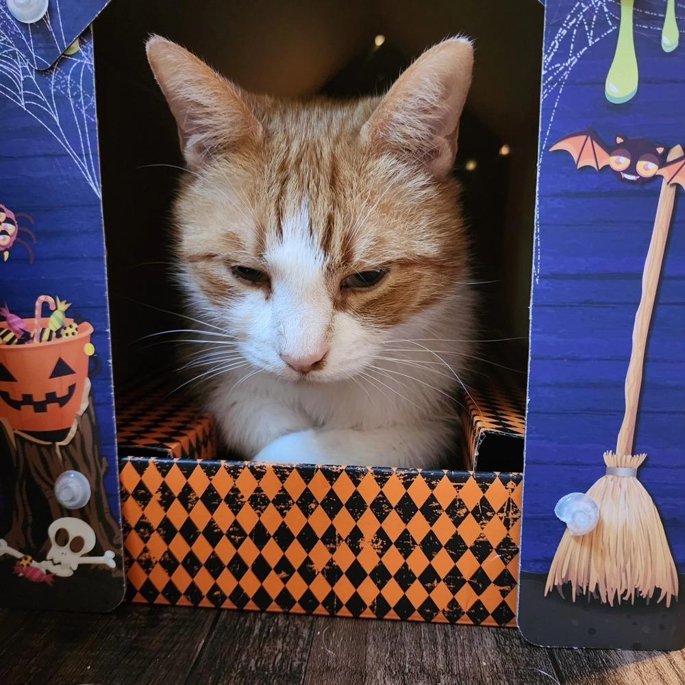 Nemo, Adoptable, Senior Male Domestic Short Hair.