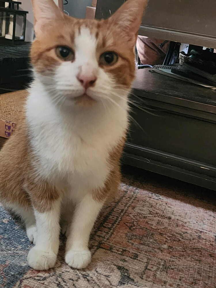 Nemo, a Adoptable Domestic Short Hair in Youngsville, NC image 2/6