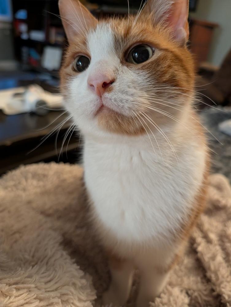 Nemo, a Adoptable Domestic Short Hair in Youngsville, NC image 4/6