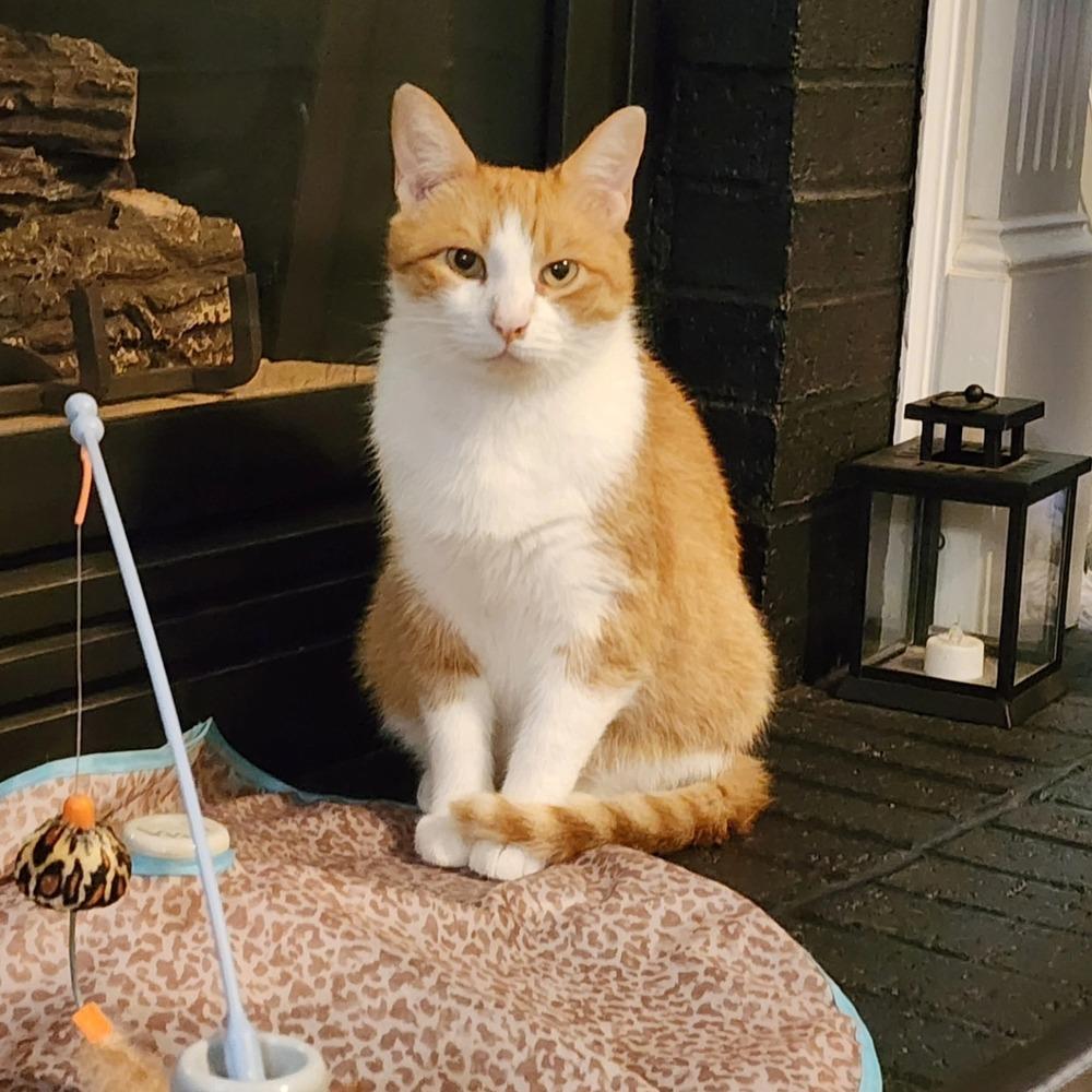 Nemo, a Adoptable Domestic Short Hair in Youngsville, NC image 3/6