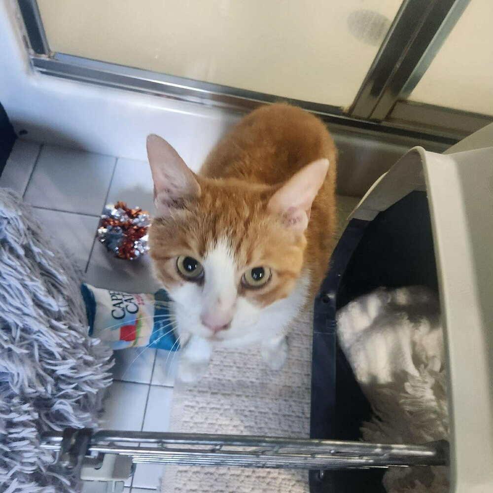 Nemo, a Adoptable Domestic Short Hair in Youngsville, NC image 4/6