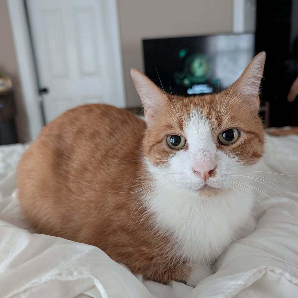 Nemo, a Adoptable Domestic Short Hair in Youngsville, NC image 5/6