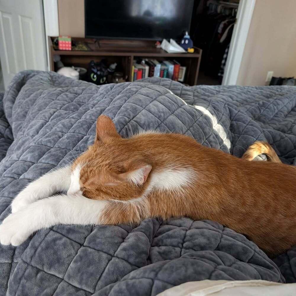 Nemo, a Adoptable Domestic Short Hair in Youngsville, NC image 6/6