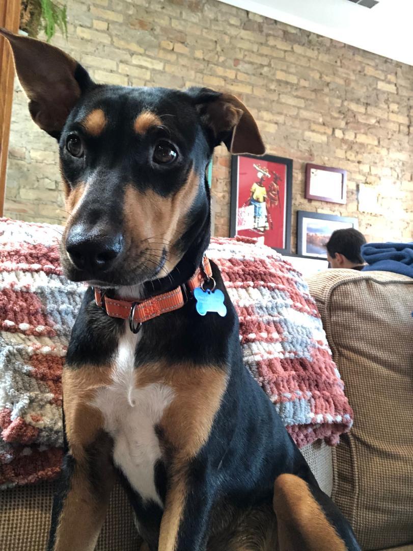 Enlarge Winnie, a Adoptable Doberman Pinscher in Saint Charles, MO image 1/3