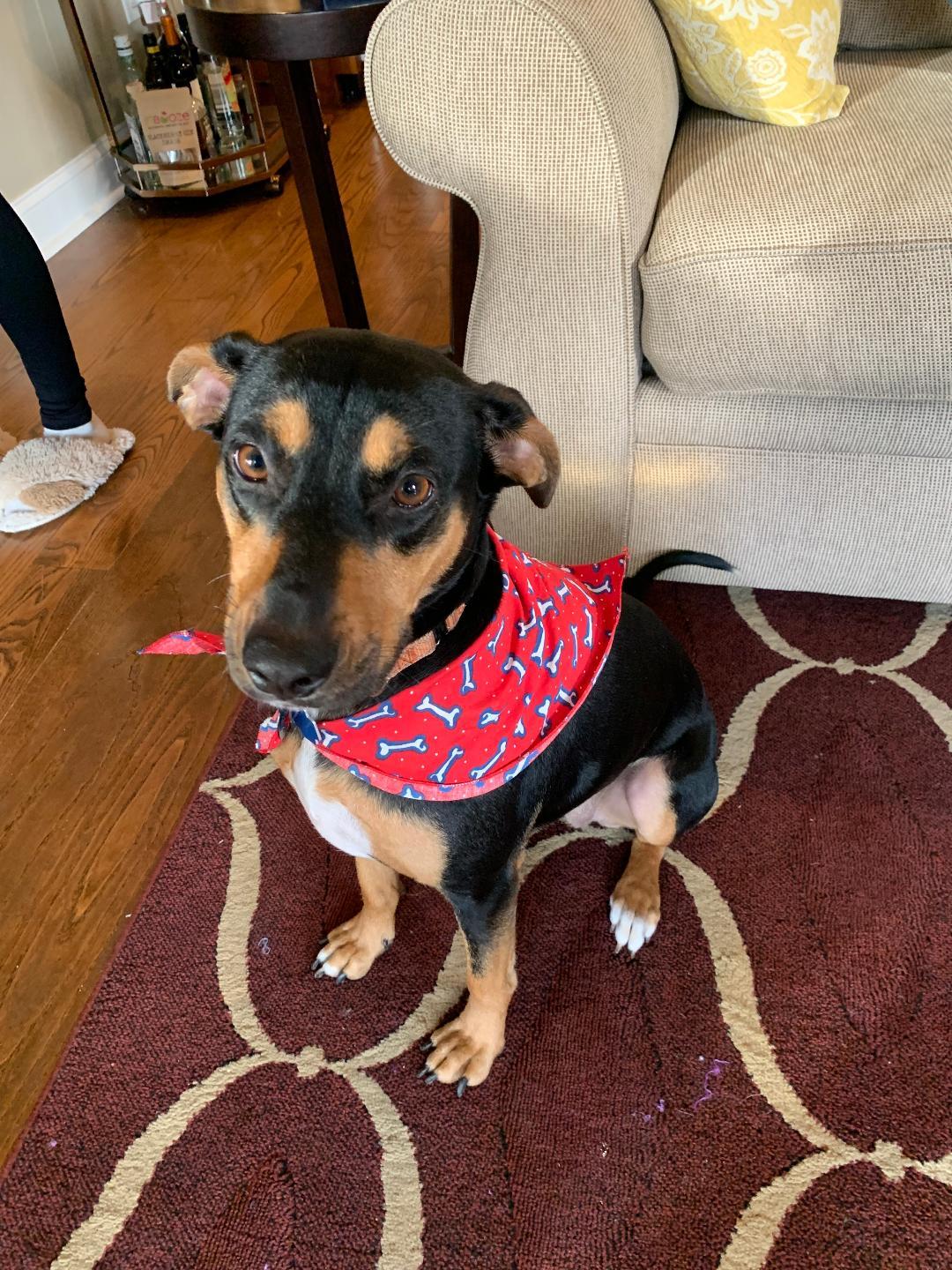 Enlarge Winnie, a Adoptable Doberman Pinscher in Saint Charles, MO image 2/3