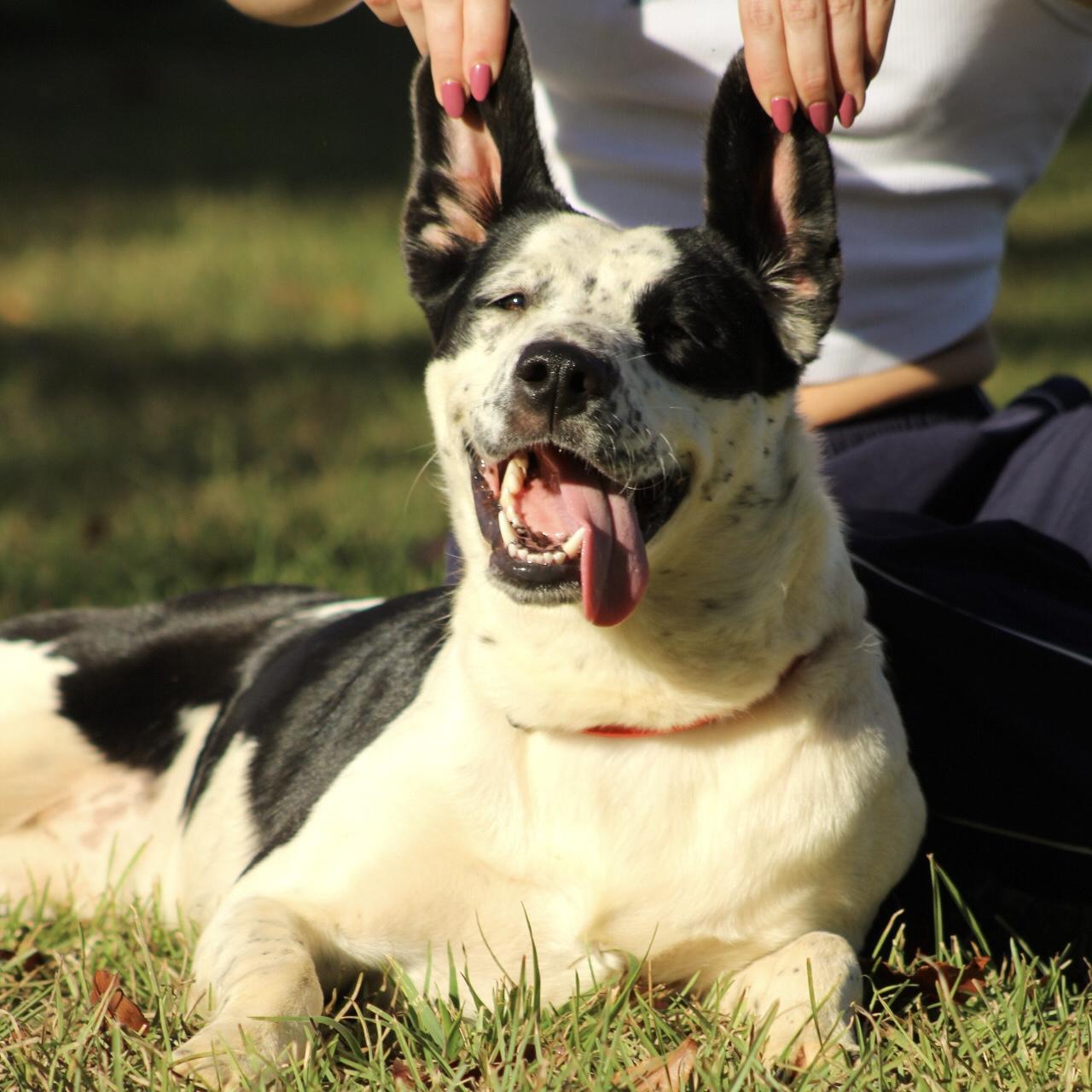 Enlarge Lorrie, a Adoptable mixed breed in Jamaica Plain, MA image 5/6