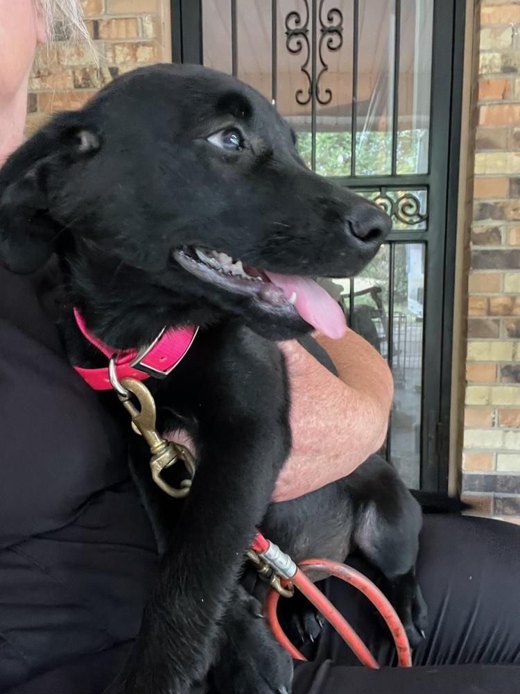 Datsyuk / Diva, Adopted, Puppy Female Labrador Retriever & Mixed Breed.
