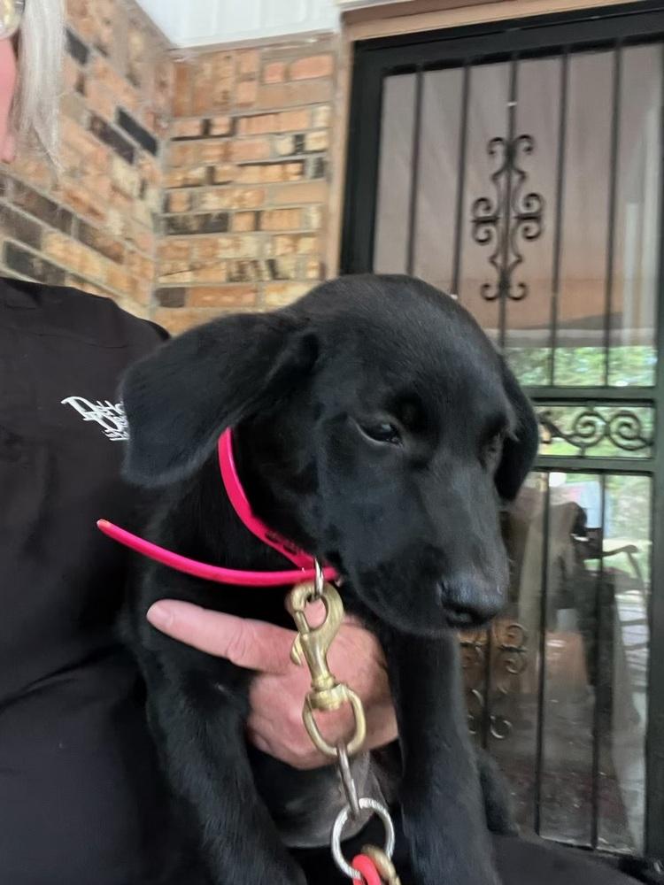 Enlarge Datsyuk / Diva, a Adopted mixed breed in Broomfield, CO image 5/6
