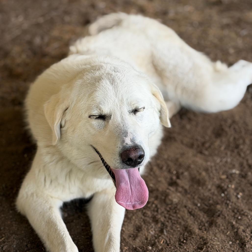 Sunflower, Adoptable, Adult Female Great Pyrenees.