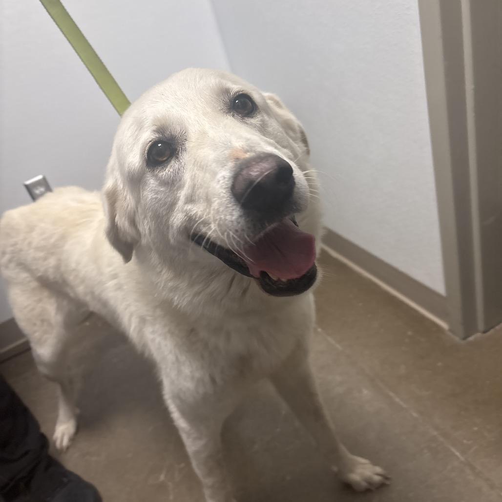 Sunflower, a Adoptable Great Pyrenees in Tulsa, OK image 2/3