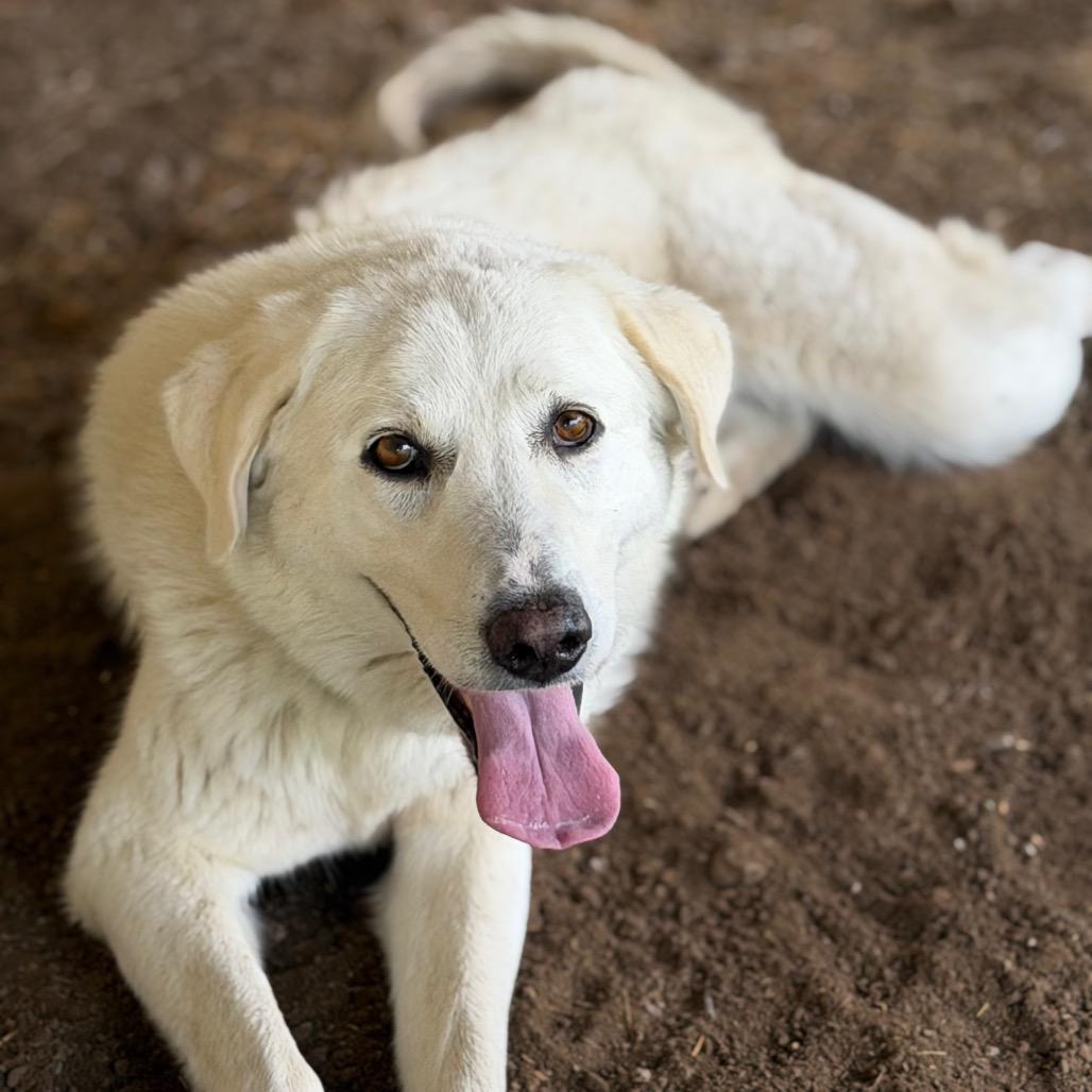 Sunflower, a Adoptable Great Pyrenees in Tulsa, OK image 3/3
