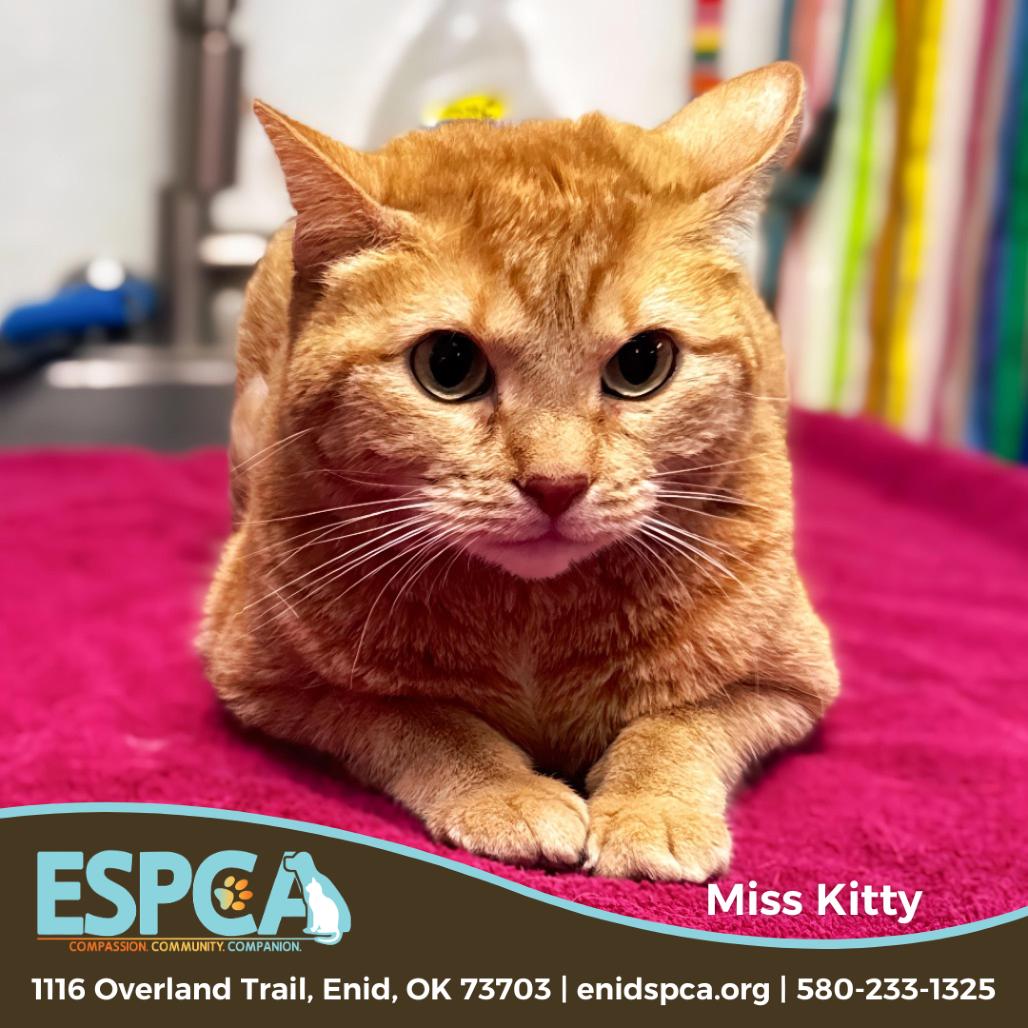 Miss Kitty — thumbnail 2