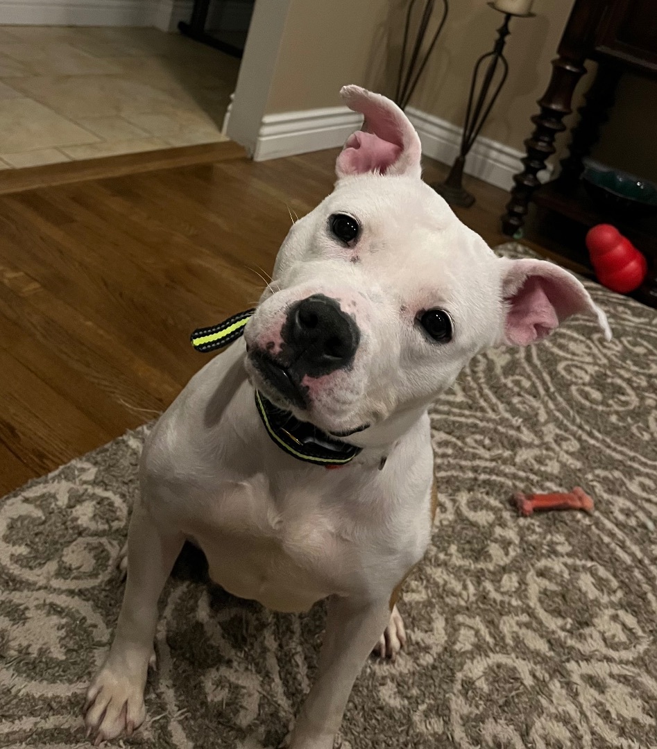 Enlarge Holly, a Adoptable mixed breed in Far Hills, NJ image 1/6