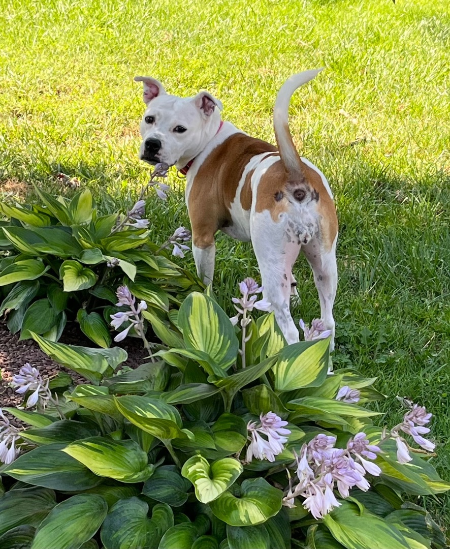 Enlarge Holly, a Adoptable mixed breed in Far Hills, NJ image 2/6