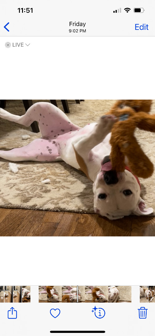 Enlarge Holly, a Adoptable mixed breed in Far Hills, NJ image 3/6