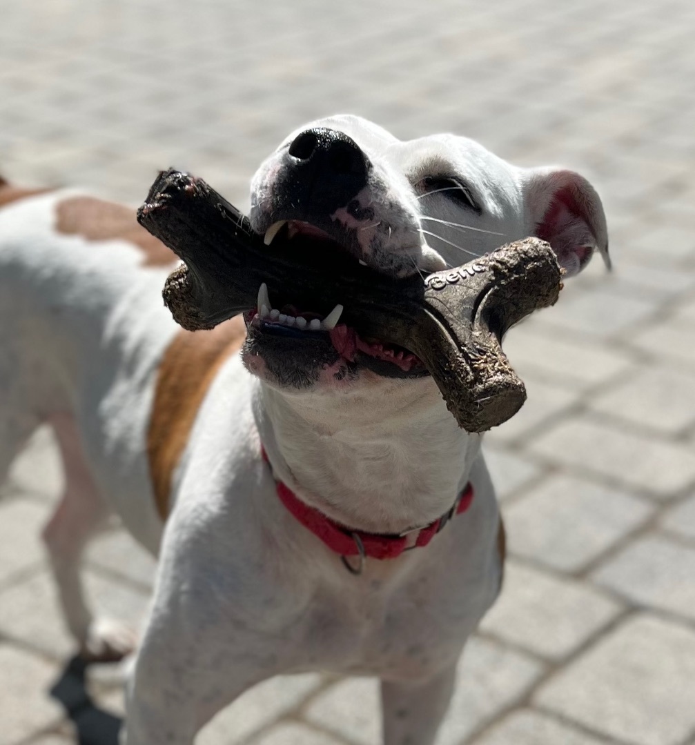 Enlarge Holly, a Adoptable mixed breed in Far Hills, NJ image 5/6