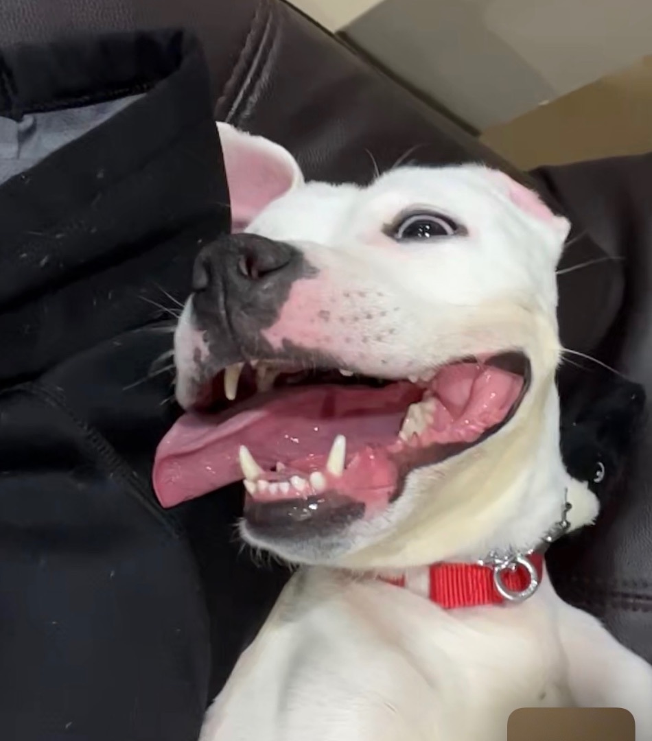 Enlarge Holly, a Adoptable mixed breed in Far Hills, NJ image 6/6