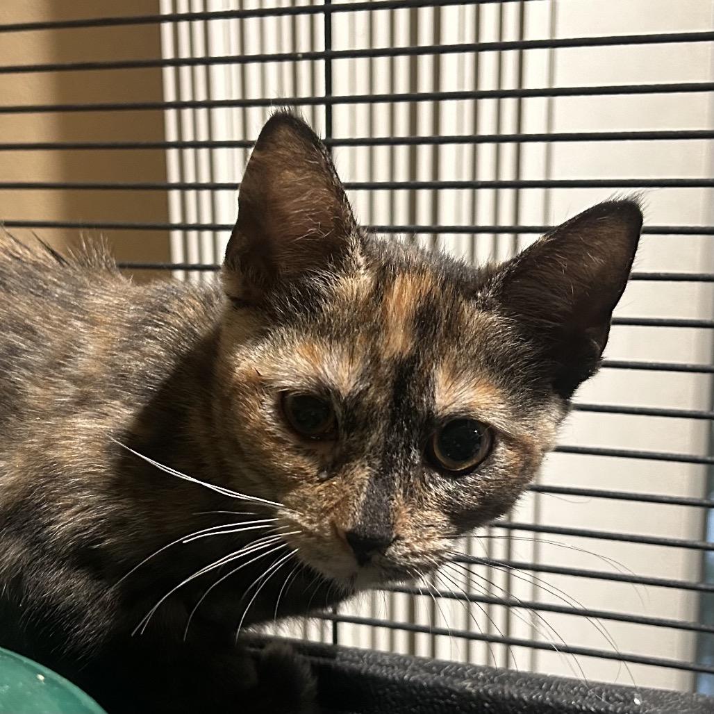 Autumn, Adoptable, Kitten Female Domestic Short Hair & Domestic Short Hair.