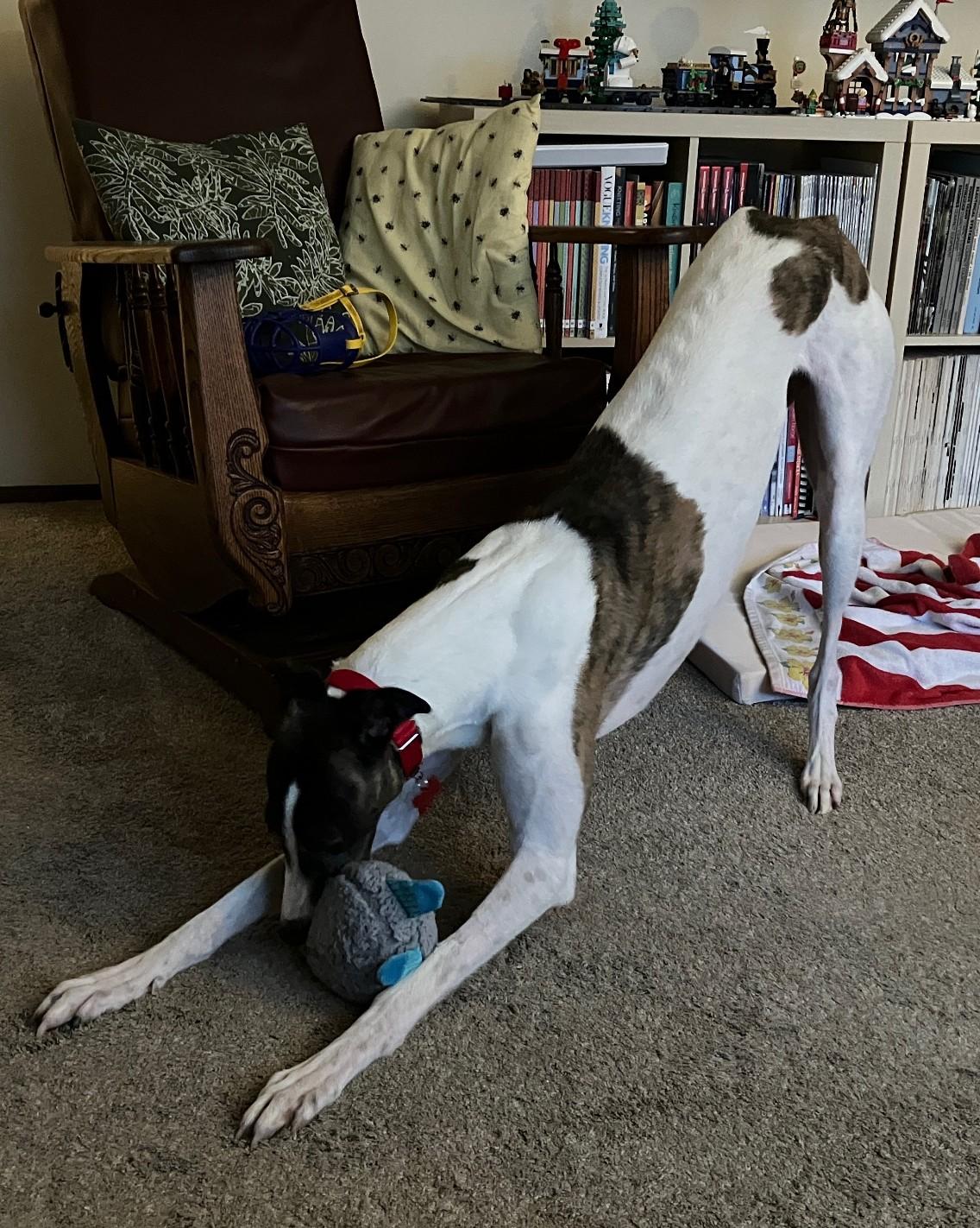Enlarge By By, an adopted Greyhound in Bondurant, IA image 2/4