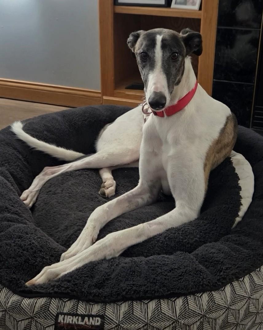 Enlarge By By, an adopted Greyhound in Bondurant, IA image 1/4