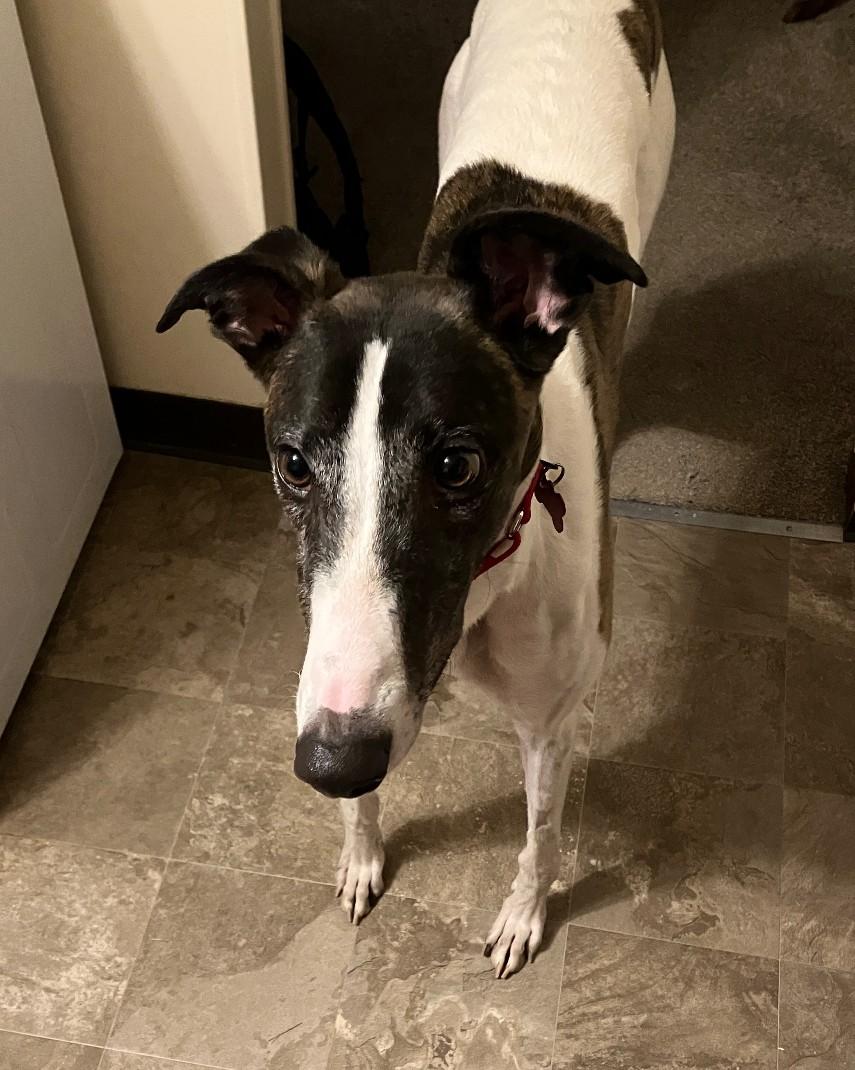 Enlarge By By, an adopted Greyhound in Bondurant, IA image 3/4